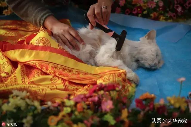 寵物在醫院死了?寵物在醫院死了誰的責任!
