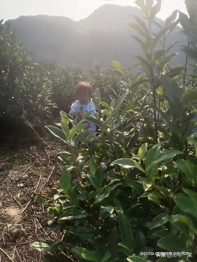 现在种植什么树苗的前景好