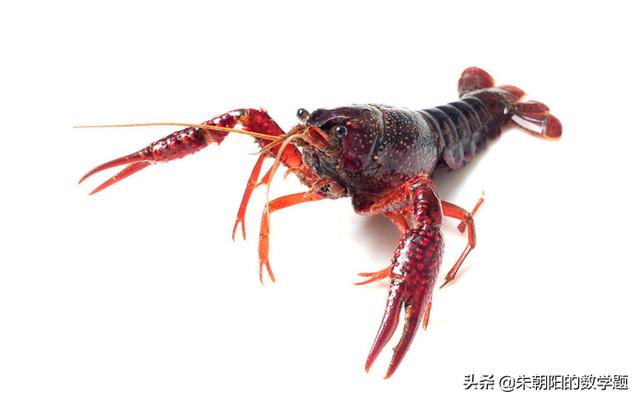 龍蝦吃什么食物?龍蝦吃什么食物才能養活!