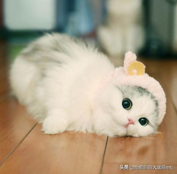 如果不喂猫粮，可以给猫猫做点什么吃