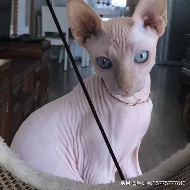 家猫的眼睛为何夜晚不会发光,第7张