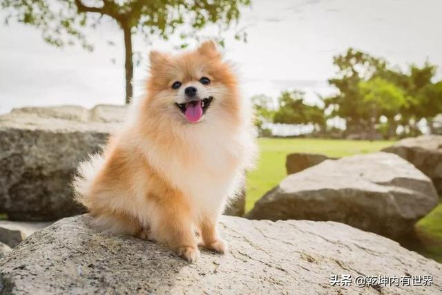 狗狗开枪射伤主人(在什么情况下狗会对自己的主人吼叫？)