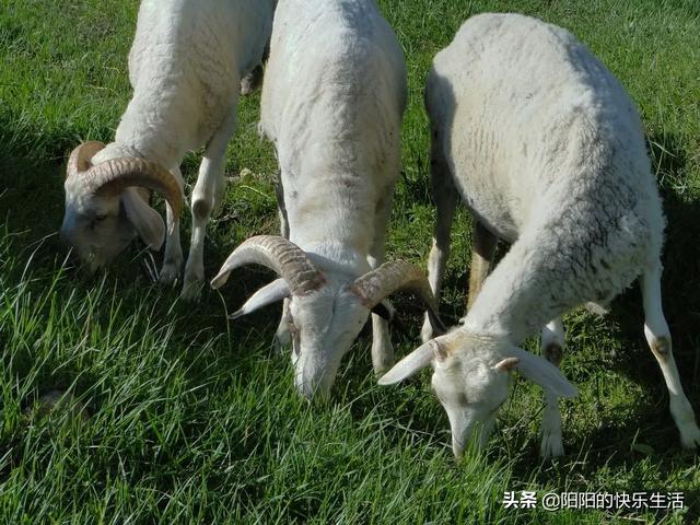 花卉生产技术实训总结,花卉生产技术实训总结怎么写