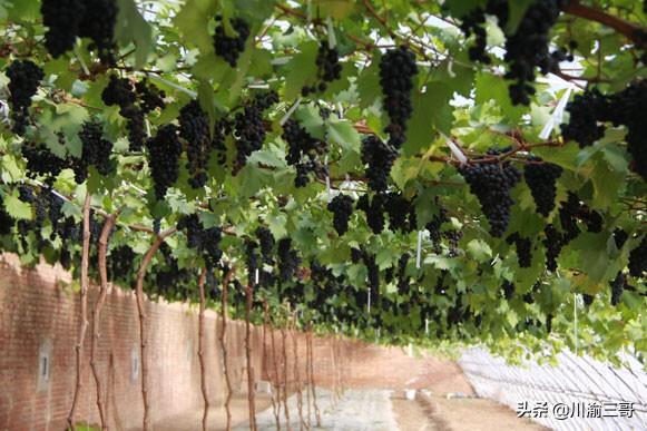 水果大棚养殖什么赚钱的(图1)