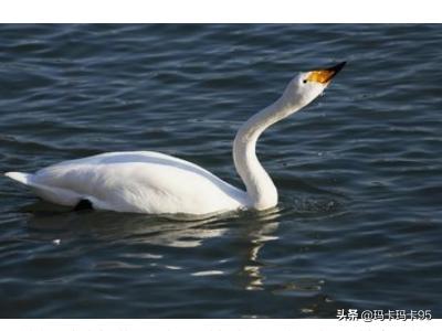 8斤鹅需要多少饲料维持-8斤鹅需要多少饲料维持营养