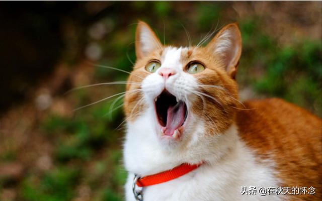 怎么改善猫咪叫声沙哑(图1)