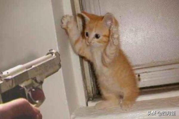 快手上面作品有哪些分类/