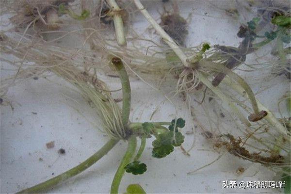 铜钱草如何搭配土壤好呢