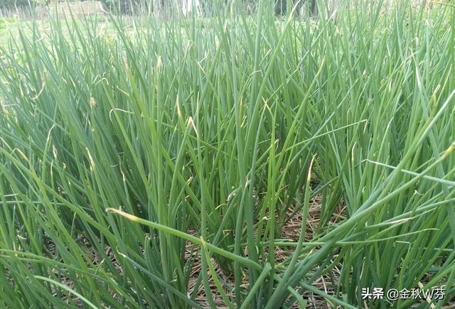 蔬菜种植农村小院，农村庭院蔬菜种植