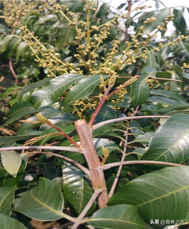 河南阳台种植,河南阳台种植最简单三个步骤