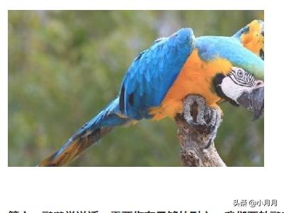 如何训练鹦鹉说话,第5张
