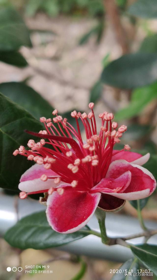 菲油果种植技术 菲油果种植技术要点