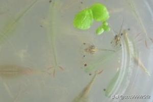 新疆沙漠盐水丰年虾