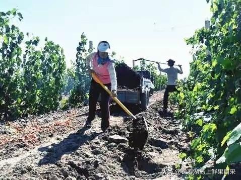 葡萄底肥施肥方案,葡萄底肥施肥方案怎么写