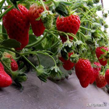 水果大棚养殖什么赚钱的(图2)