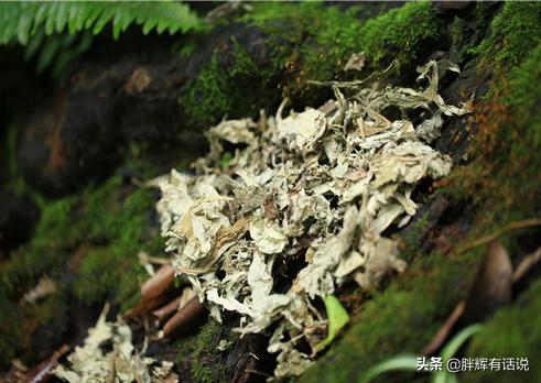 艾草种子种植方法，艾草种子种植方法全过程