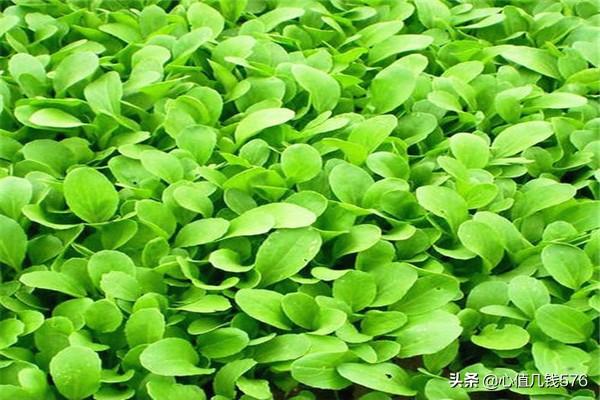 鸡毛菜的种植方法,第7张