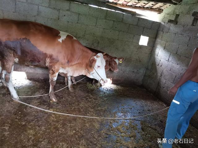 肉牛无公害养殖-肉牛无公害养殖方法