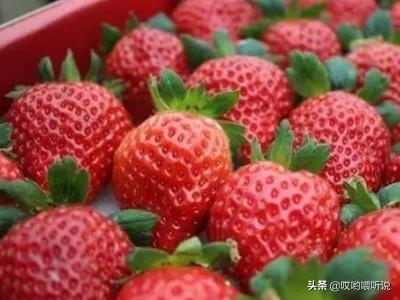 草莓冷冻有什么功效(图7)
