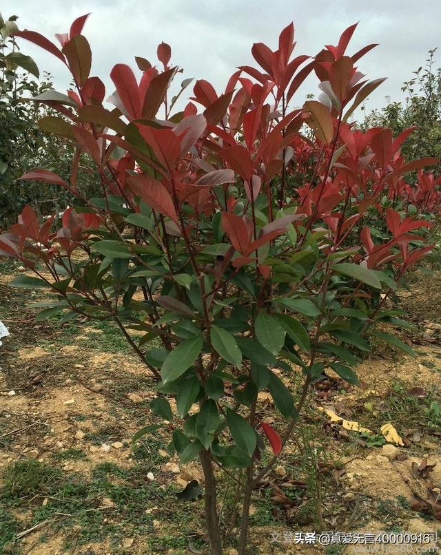 绿化种植图片真实大全,绿化种植图片真实大全大图