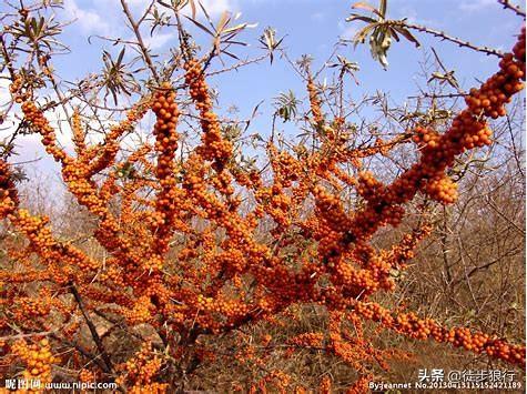 甘肃沙棘种植技术 甘肃沙棘种植技术视频