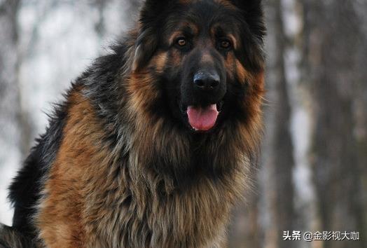 什么寵物容易養?什么寵物容易養活!