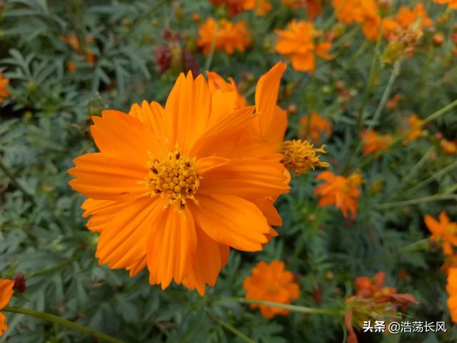 有苦有苦说不出的心情句子