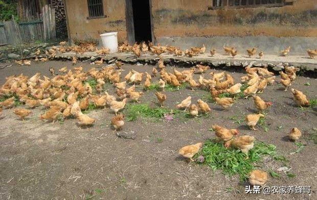 贵州养鸡合作社电话号码 贵州养鸡市场怎么样？