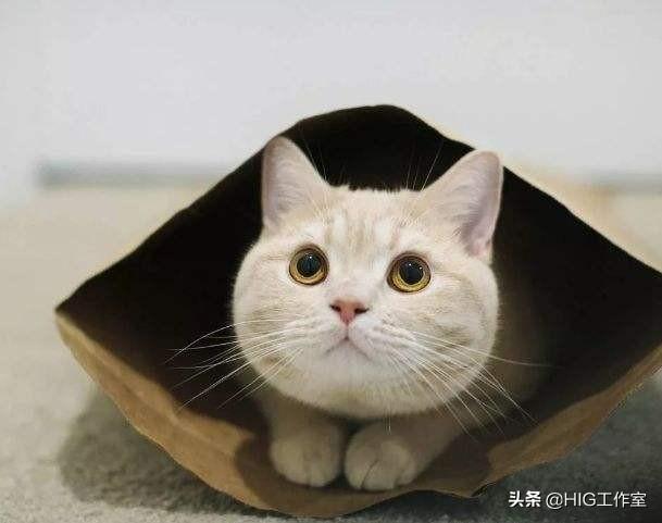 猫咪能吃橙子柠檬吗有毒吗，猫咪能吃橙子柠檬吗有毒吗会中毒吗