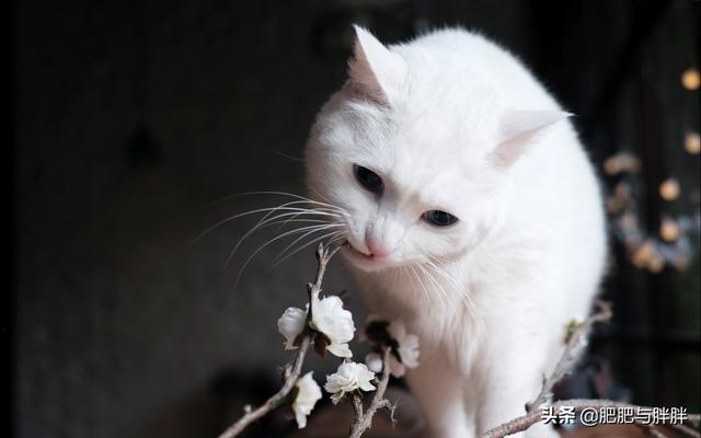 猫咪最喜欢什么,第2张