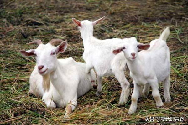 河南养羊国家补贴多少？