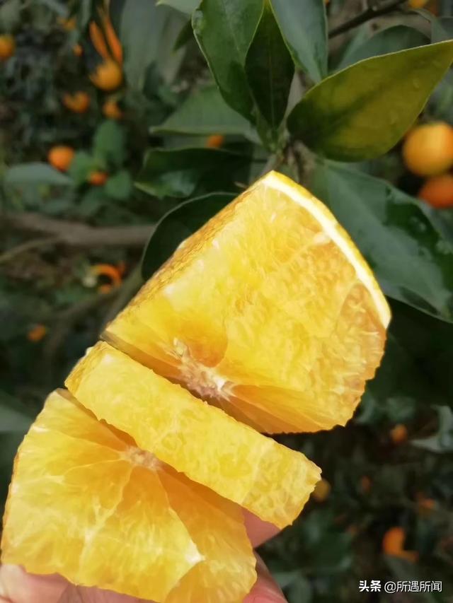 哪些蔬菜是长的快的水果(图4)