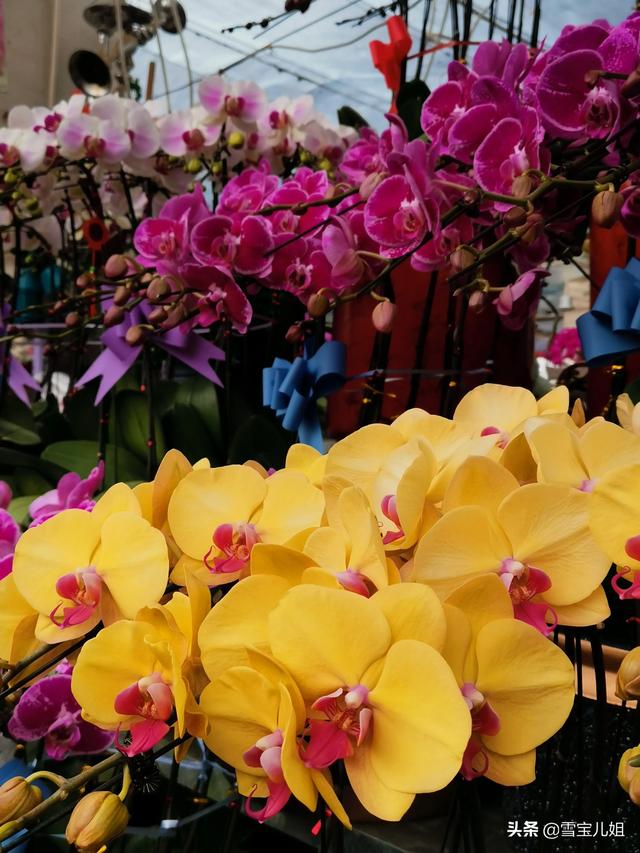 济南买鲜花在哪里买（济南哪里鲜花批发便宜）