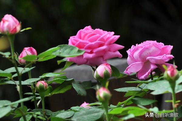 月季花养护技巧-月季花养护技巧与要点