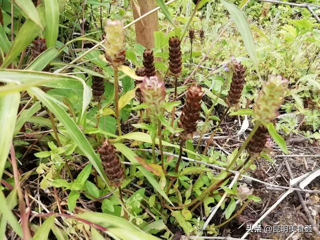 云南玉溪市江川区50强农家乐推荐几家,玉溪江川好吃的菜馆