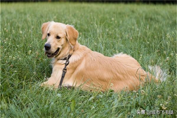 金毛犬图片,金毛犬图片大全大图,金毛有黑色的吗？