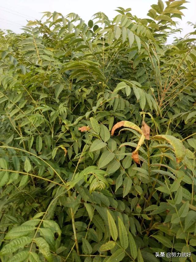 香椿的大棚种植技术 香椿的大棚种植技术视频