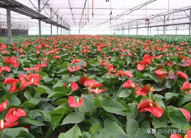 花卉种植大棚养花基地什么花最好看