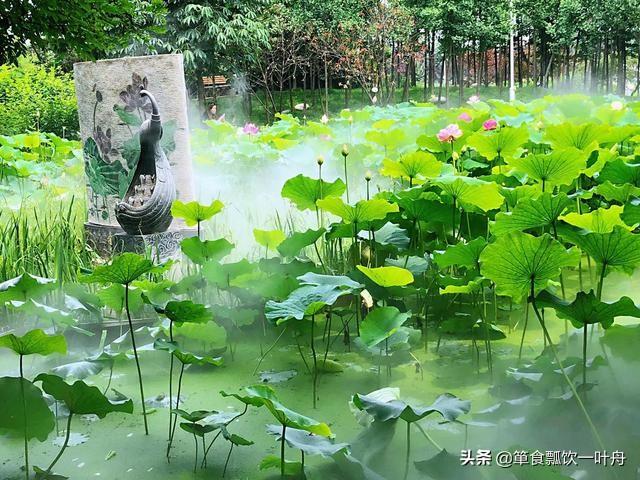 中国荷苑能避暑吗