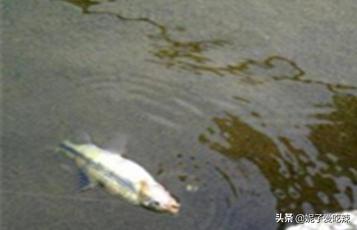溪石斑鱼养殖技术和环境 溪石斑怎么在家养？