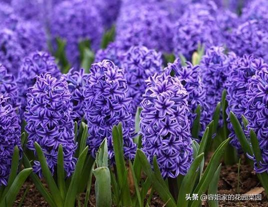 球茎植物开花后怎么处理？(球根花卉开花后如何护理)