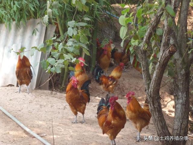 哪里有卖土鸡苗的 在那里买土鸡苗比较好？