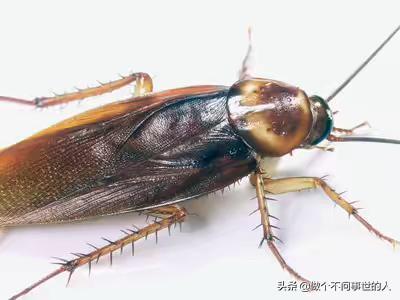 家里面特别是卧室有很多蟑螂是怎么回事？该怎么处理？：疾控部回应蟑螂进化