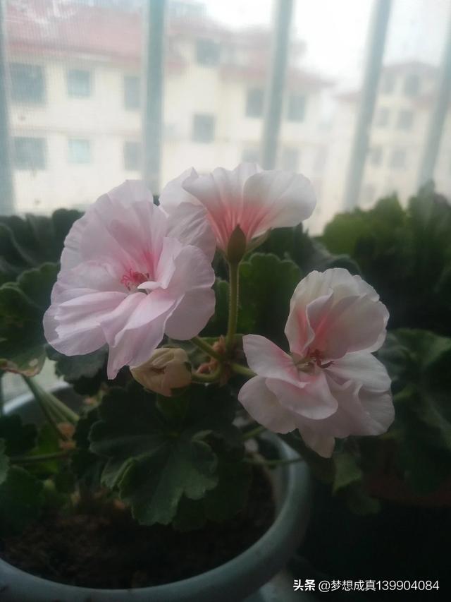 花卉绿植怎么选? 花卉绿植怎么选植物!