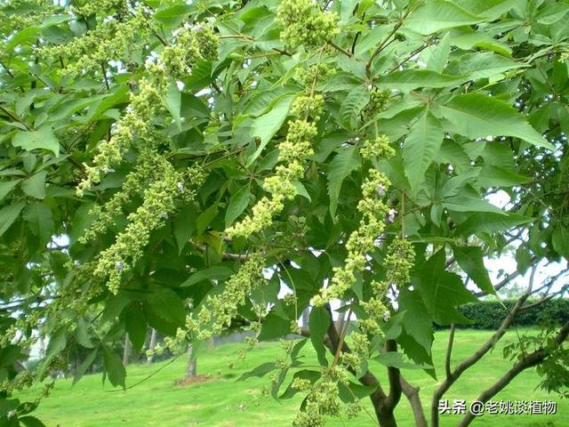 荆条 （荆条蜜的功效与作用）