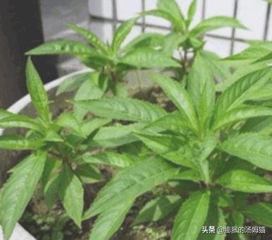 凤仙花盆栽种植方法，凤仙花盆栽种植方法和注意事项?