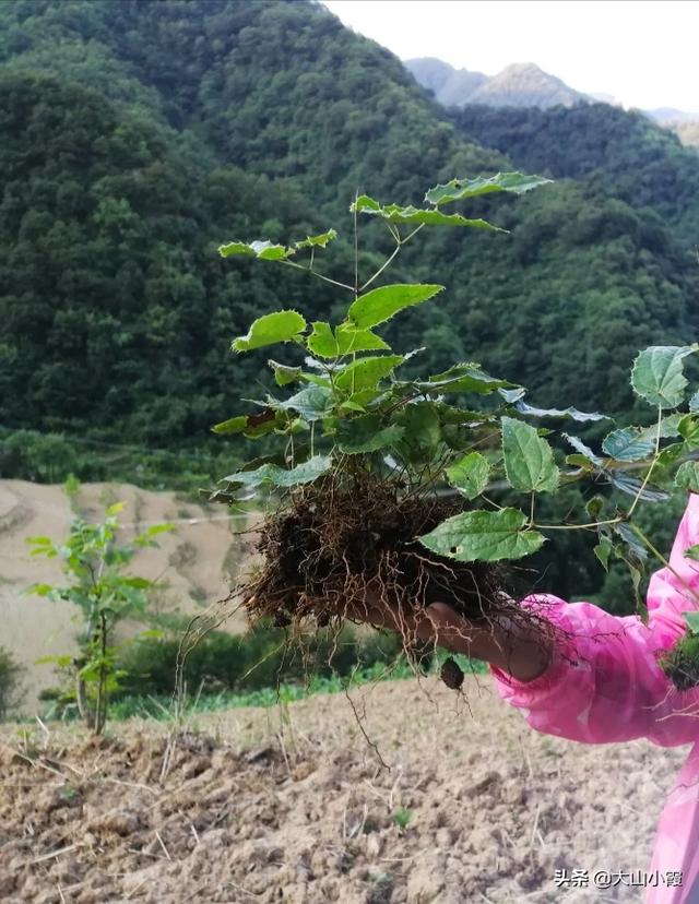 射干抗病毒注射液-射干抗病毒注射能口服吗