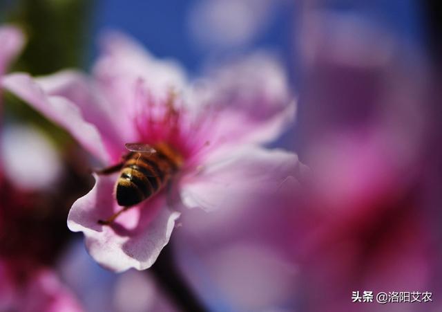 [微距拍摄]手机微距怎么拍？