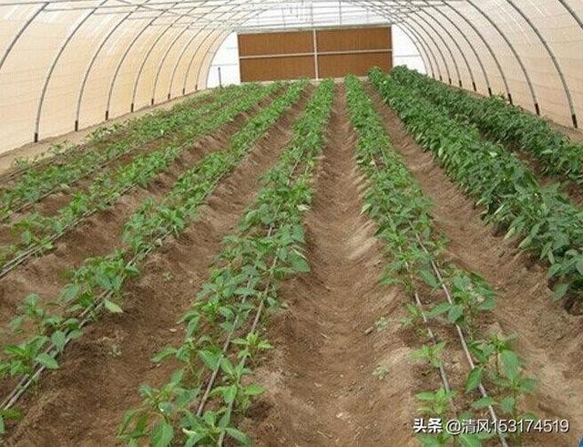 商业蔬菜种植土，商业蔬菜种植土壤标准