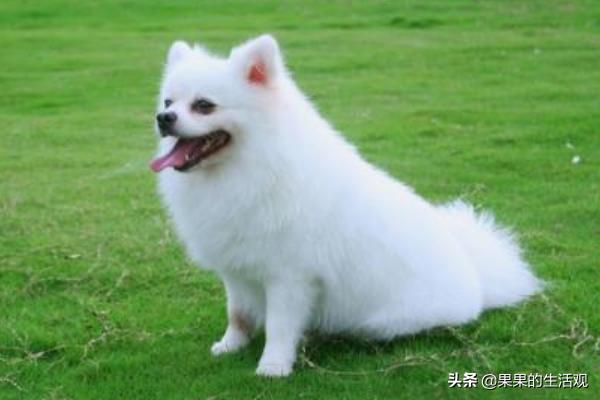 博美犬怎么养,博美犬怎么养才好,博美详细饲养方法？